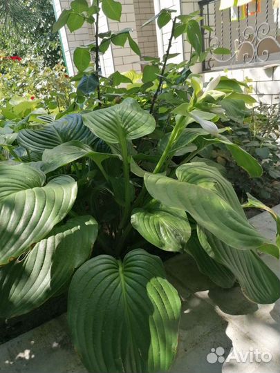 Хосты сортовые