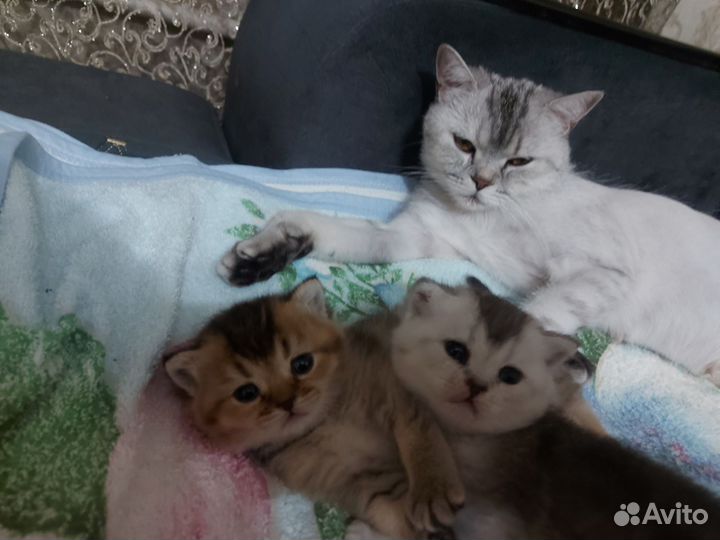 Котята Шиншиллы