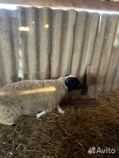 Баранчик дорпер