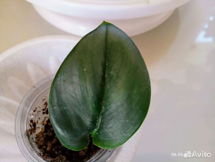 Сциндапсус эпипремнум