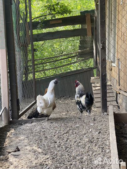 Куры люкейданьдзы