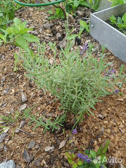 Лаванда саженцы