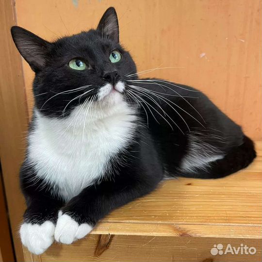 Ласковый кот в добрые руки