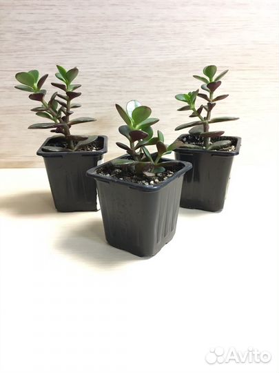 Укоренившиеся отростки, суккуленты