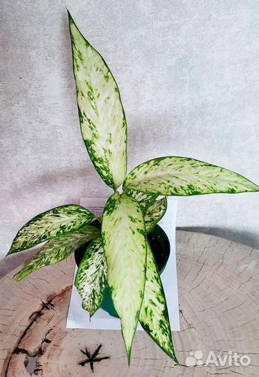 Диффенбахия (комнатные растения)