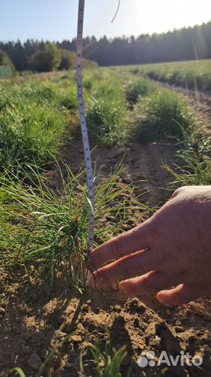 Саженцы сосны и ели окс от производителя