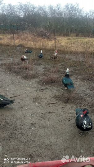 Индоутка мускусная утка