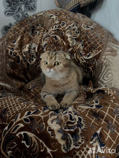 Шотландская