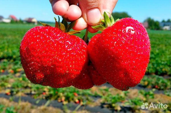 Рассада клубники априка