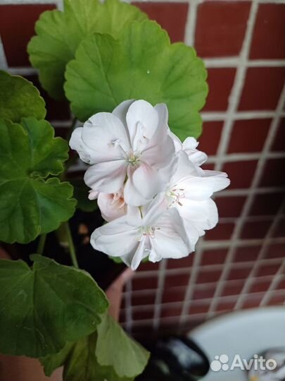 Пеларгония