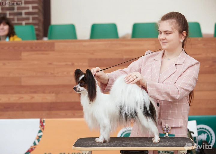 Хендлер / подготовка и показ собак на выставках