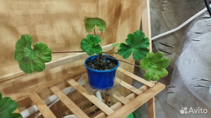 Пеларгония герань