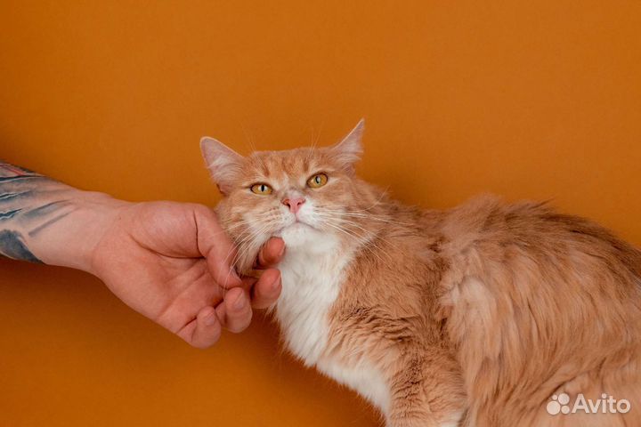 Рыжий кот Стёпа ищет дом