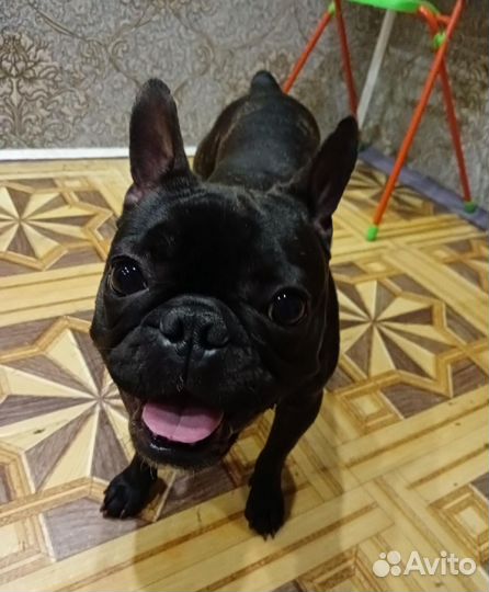 Французский бульдог