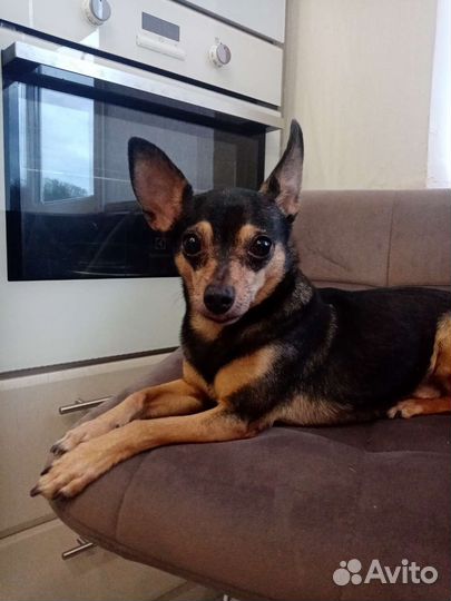 Передержка животных, зоотакси, лежанки