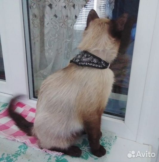 Кот. Очень ласковый