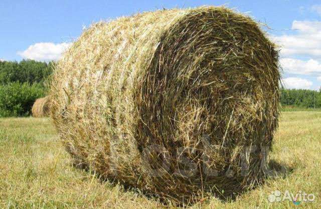 Продам сено в рулонах 250 кг