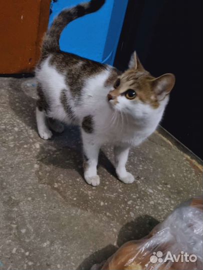 Кошечка погибает в подъезде