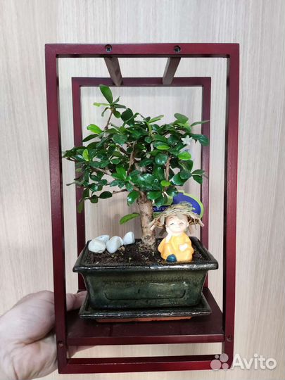 Бонсай кармона