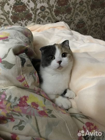 Отдам кошку в добрые руки