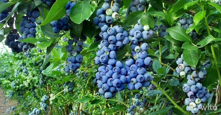 Голубика садовая саженцы 14 сортов
