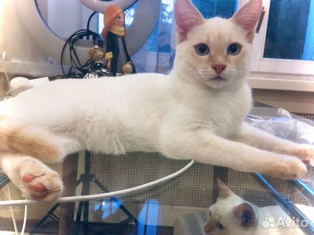 Тайский белый котенок мальчик (окрас ред пойнт) объявление продам