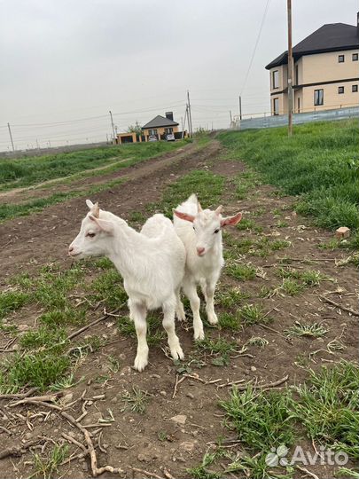 Коза и козлята