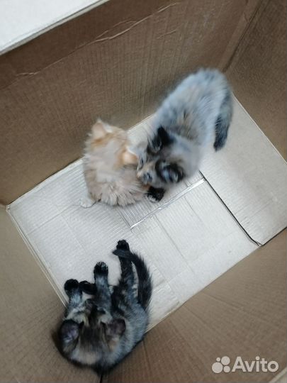 Милые котята в очень добрые руки