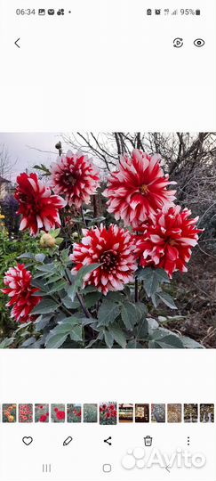 Георгины клубни