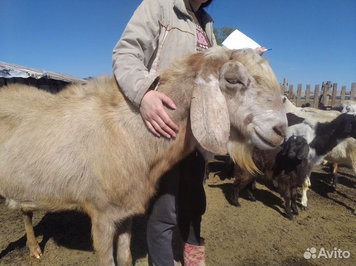 Нубийский козел