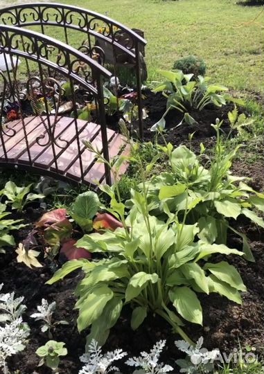 Хоста волнистая