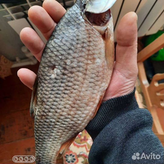 Таран вяленная