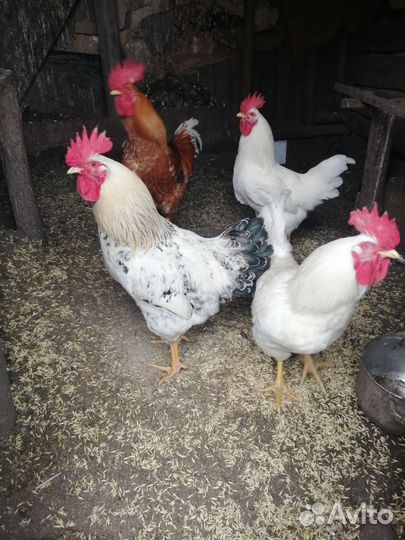 Петухи домашние