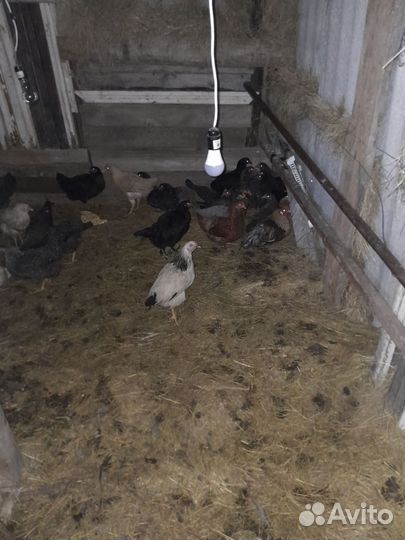 Куры доминанты