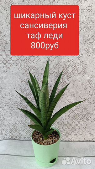 Сансевиерии разные