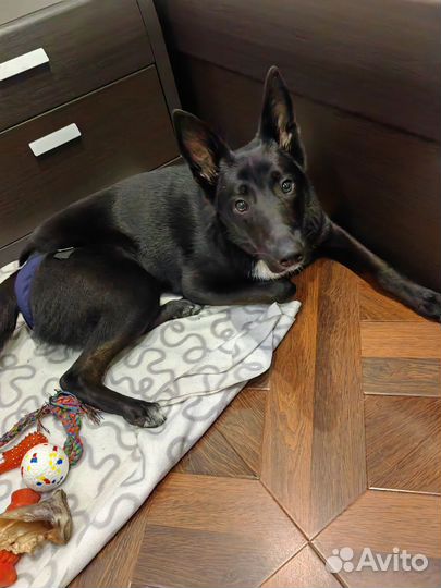 Щенок в добрые руки