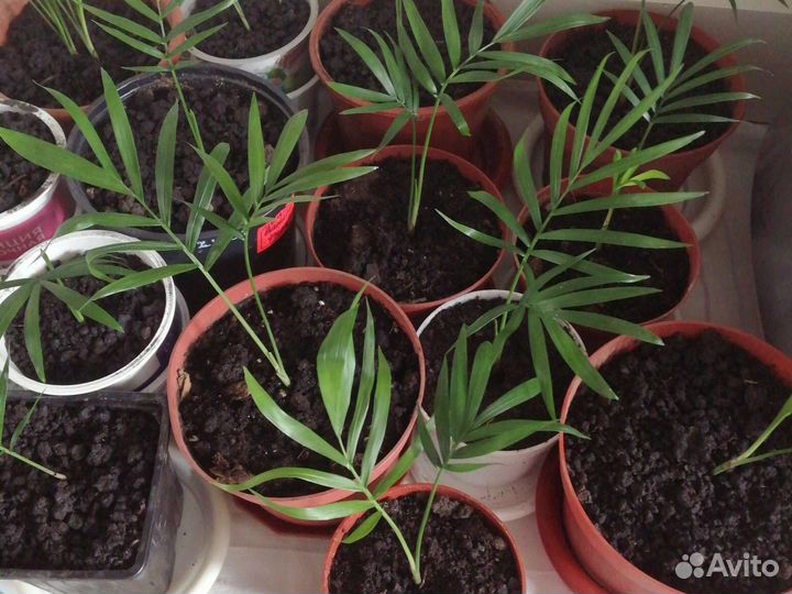 Пальма хамедорея