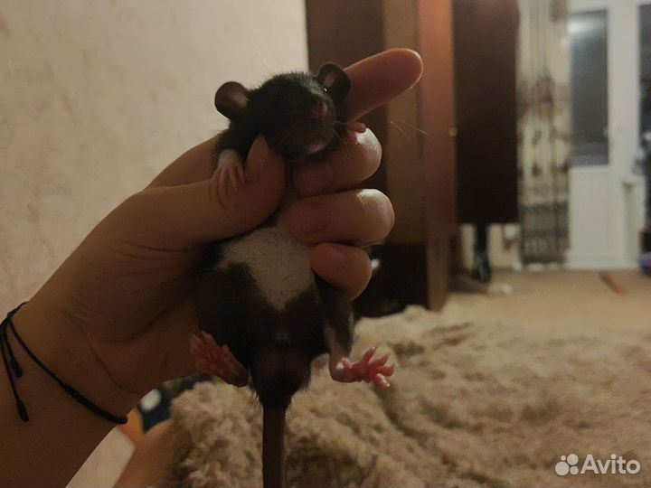 Крысята дамбо