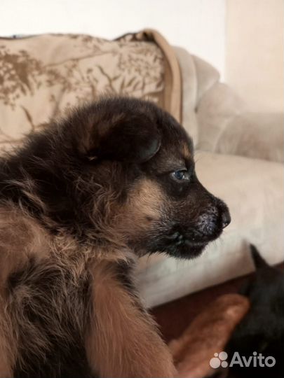 Щенки немецкой овчарки