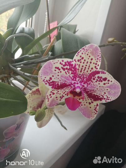 Орхидея фаленопсис