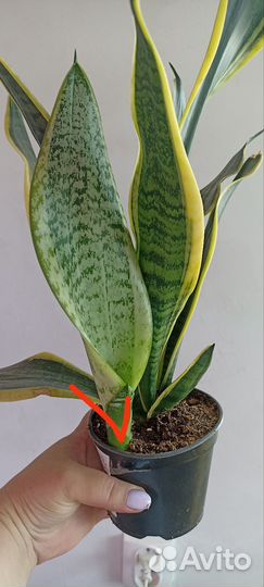 Сансевиерии сортовые