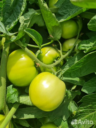 Помидор 