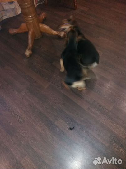 Собака в добрые руки отдам бесплатно