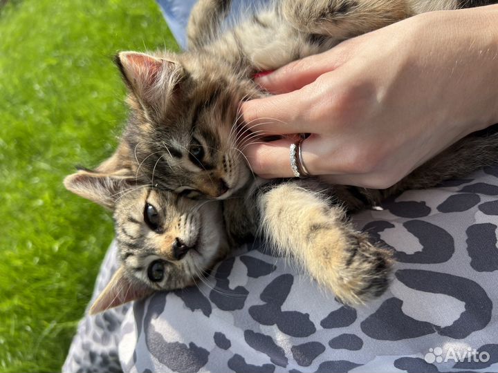 Котята в добрые руки девочки