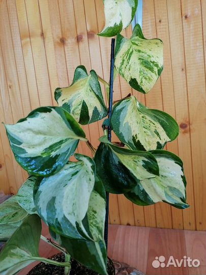 Сциндапсус марбл эппл