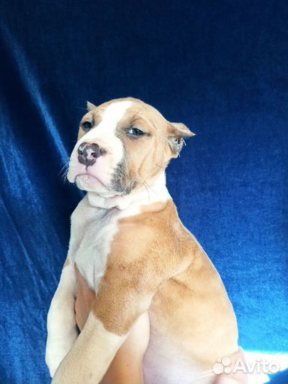 Щенки амстаффа