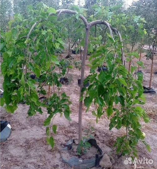 Шелковица плакучая