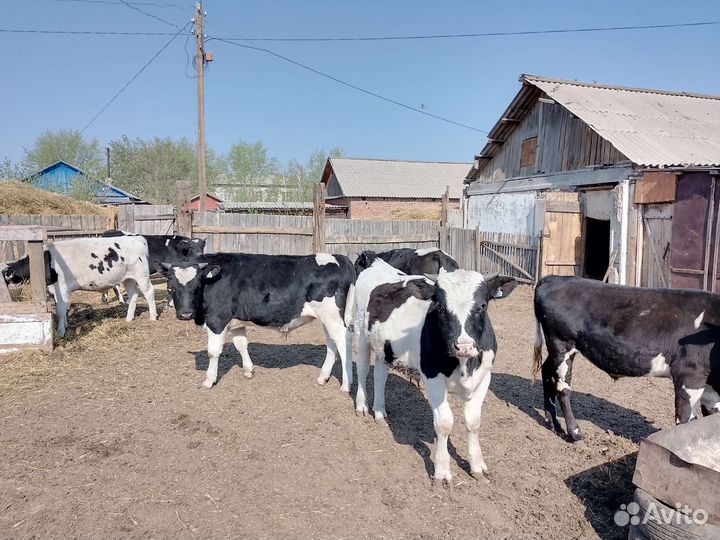 Быки на племя