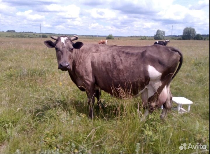 Продам корову