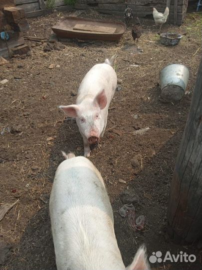 Поросенок,коровы,телята